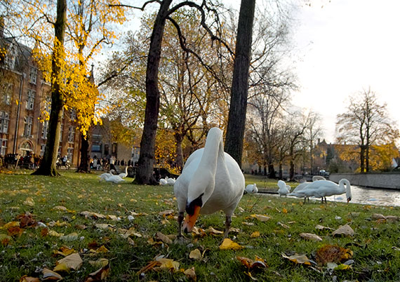 Bruges swan in the park