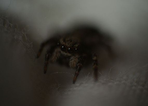 Macro jumping spider