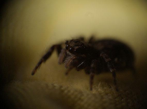 Macro jumping spider